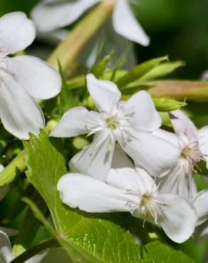 Fotografia 13 da espécie Saponaria officinalis no Jardim Botânico UTAD