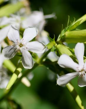 Fotografia 14 da espécie Saponaria officinalis no Jardim Botânico UTAD