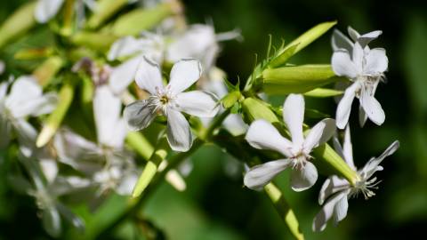 Fotografia da espécie Saponaria officinalis