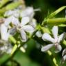 Fotografia 14 da espécie Saponaria officinalis do Jardim Botânico UTAD