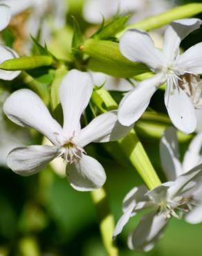 Fotografia 15 da espécie Saponaria officinalis no Jardim Botânico UTAD