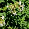 Fotografia 16 da espécie Saponaria officinalis do Jardim Botânico UTAD