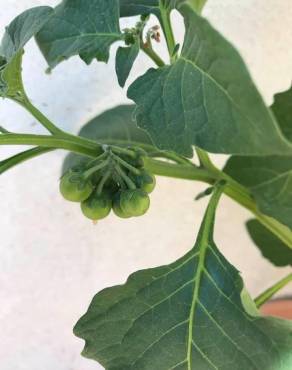 Fotografia 16 da espécie Solanum nigrum no Jardim Botânico UTAD