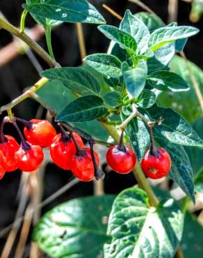 Fotografia 11 da espécie Solanum villosum no Jardim Botânico UTAD