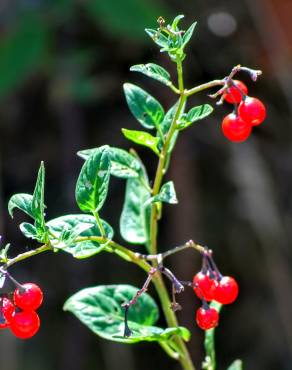 Fotografia 12 da espécie Solanum villosum no Jardim Botânico UTAD