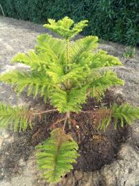 Fotografia da espécie Araucaria heterophylla