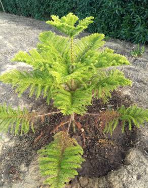 Fotografia 10 da espécie Araucaria heterophylla no Jardim Botânico UTAD