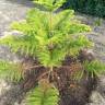 Fotografia 10 da espécie Araucaria heterophylla do Jardim Botânico UTAD