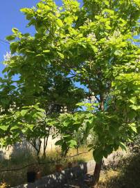 Fotografia da espécie Catalpa bignonioides