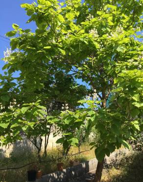 Fotografia 14 da espécie Catalpa bignonioides no Jardim Botânico UTAD