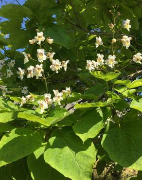 Fotografia 15 da espécie Catalpa bignonioides no Jardim Botânico UTAD