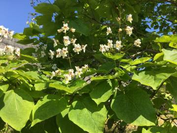 Fotografia da espécie Catalpa bignonioides