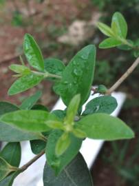 Fotografia da espécie Ligustrum sinense var. sinense