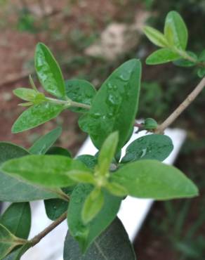 Fotografia 18 da espécie Ligustrum sinense var. sinense no Jardim Botânico UTAD