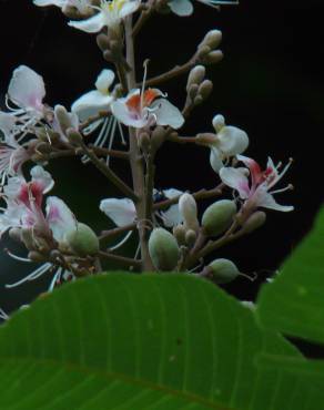 Fotografia 1 da espécie Aesculus indica no Jardim Botânico UTAD