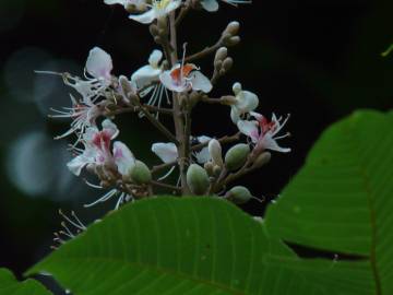 Fotografia da espécie Aesculus indica