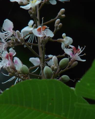 Fotografia de capa Aesculus indica - do Jardim Botânico
