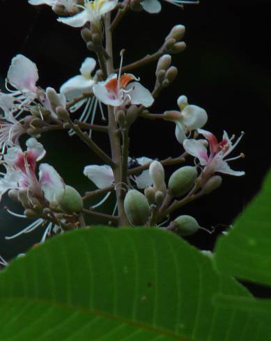 Fotografia de capa Aesculus indica - do Jardim Botânico