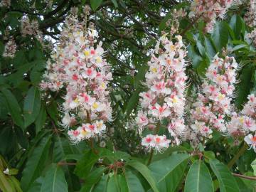 Fotografia da espécie Aesculus indica