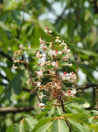 Fotografia da espécie Aesculus indica