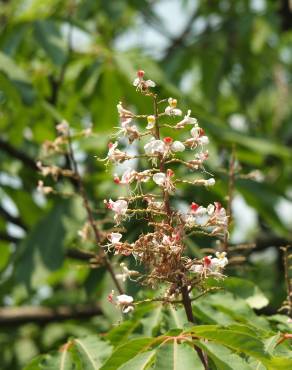 Fotografia 3 da espécie Aesculus indica no Jardim Botânico UTAD