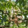 Fotografia 3 da espécie Aesculus indica do Jardim Botânico UTAD