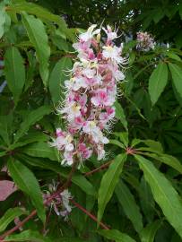 Fotografia da espécie Aesculus indica