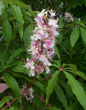 Fotografia 4 da espécie Aesculus indica no Jardim Botânico UTAD