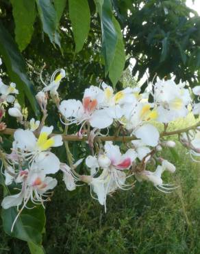 Fotografia 5 da espécie Aesculus indica no Jardim Botânico UTAD