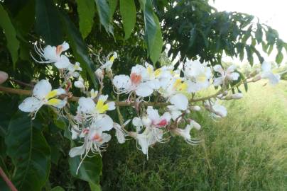 Fotografia da espécie Aesculus indica