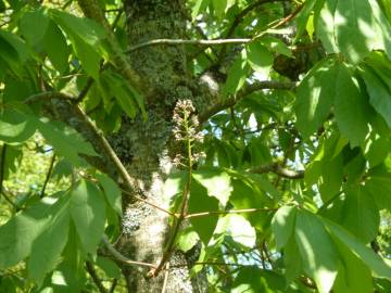 Fotografia da espécie Aesculus indica