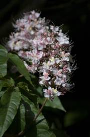 Fotografia da espécie Aesculus indica