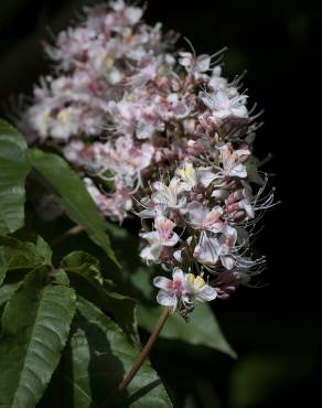 Fotografia 7 da espécie Aesculus indica no Jardim Botânico UTAD