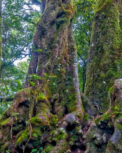 Fotografia de capa Nothofagus antarctica - do Jardim Botânico