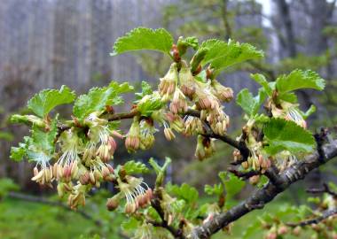 Fotografia da espécie Nothofagus antarctica