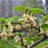 Fotografia 5 da espécie Nothofagus antarctica do Jardim Botânico UTAD