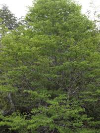 Fotografia da espécie Nothofagus antarctica