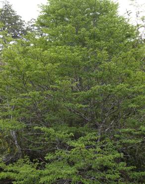 Fotografia 6 da espécie Nothofagus antarctica no Jardim Botânico UTAD