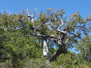 Fotografia da espécie Nothofagus antarctica