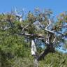 Fotografia 7 da espécie Nothofagus antarctica do Jardim Botânico UTAD