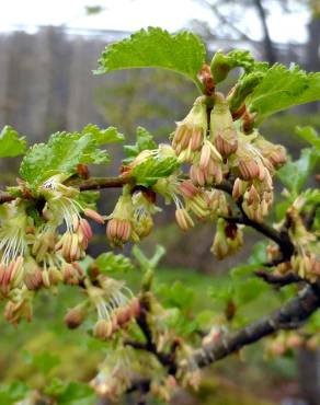 Fotografia 8 da espécie Nothofagus antarctica no Jardim Botânico UTAD