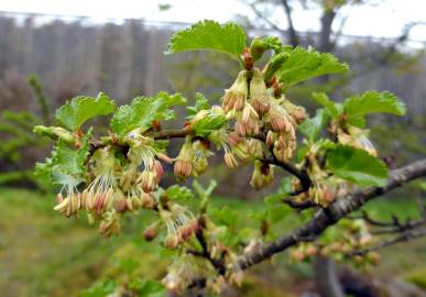 Fotografia da espécie Nothofagus antarctica