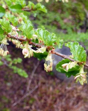 Fotografia 10 da espécie Nothofagus antarctica no Jardim Botânico UTAD