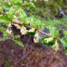 Fotografia 10 da espécie Nothofagus antarctica do Jardim Botânico UTAD