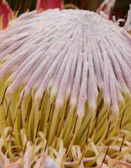 Protea cynaroides