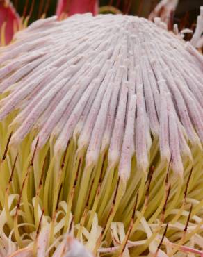 Fotografia 1 da espécie Protea cynaroides no Jardim Botânico UTAD