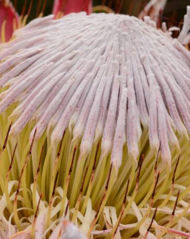 Fotografia de capa Protea cynaroides - do Jardim Botânico