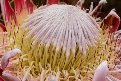 Fotografia da espécie Protea cynaroides