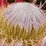 Fotografia 1 da espécie Protea cynaroides do Jardim Botânico UTAD