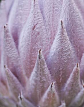 Fotografia 3 da espécie Protea cynaroides no Jardim Botânico UTAD